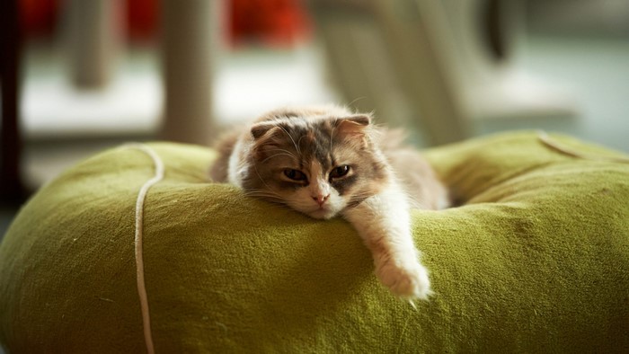 Lazy cat resting on a green cushion