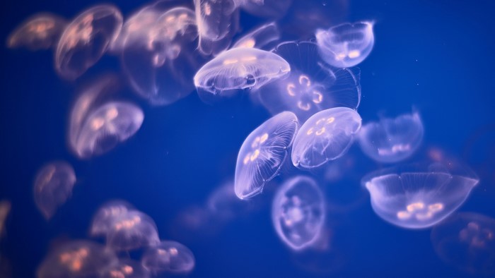 Underwater Jellyfish