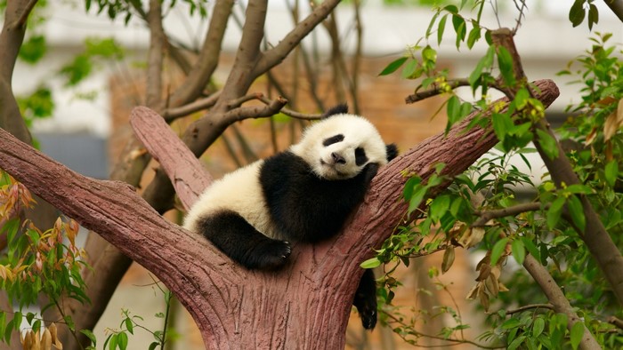 Panda sleeping on a tree branch
