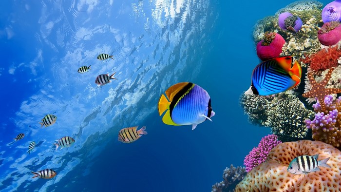 Underwater scene with fish and coral