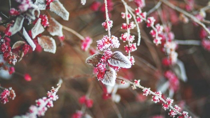Frost covered branches with red berries