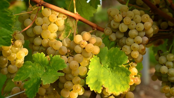 White Grapes on the Vine