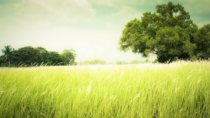 Grass field with trees and sky