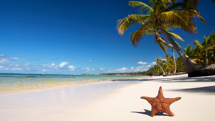 Tropical Beach with Palm Trees and Starfish