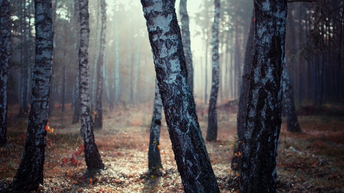 Birch trees in a misty forest at sunrise