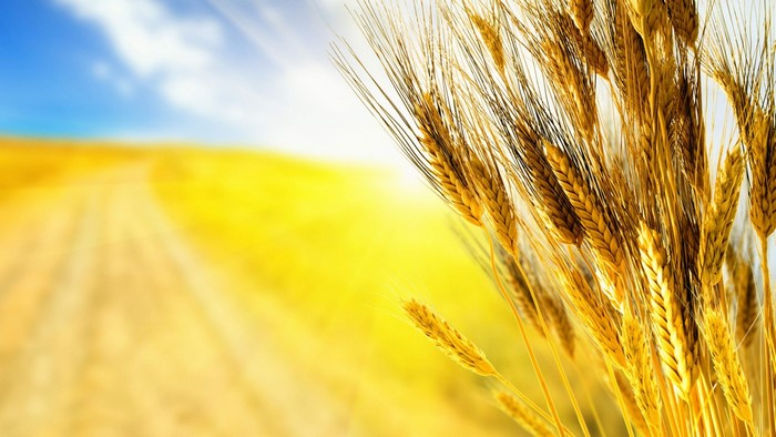 Wheat field with sun and blue sky
