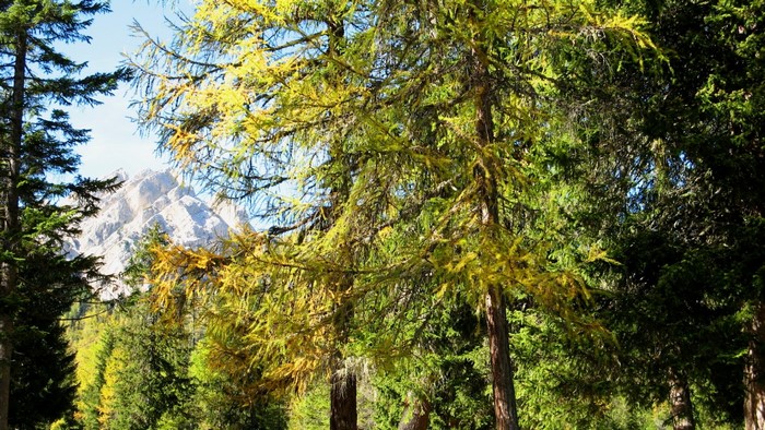 Forest with Mountain Peak