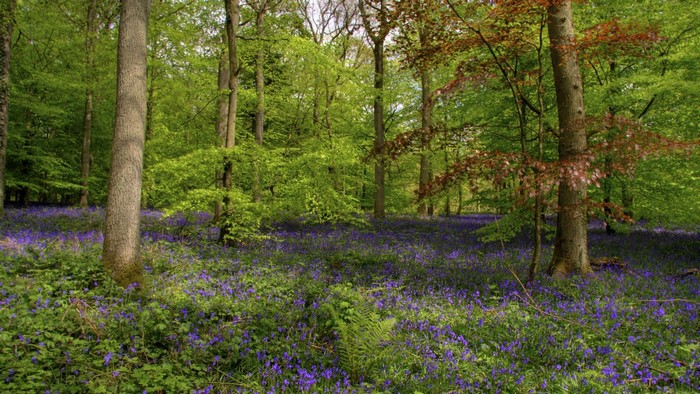 Forest floor covered in bluebells with trees