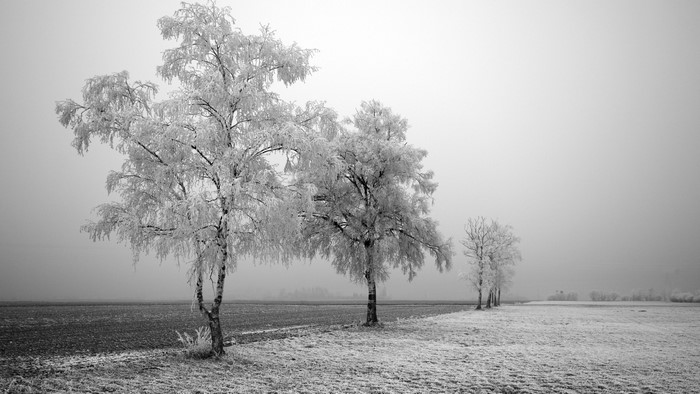 Frozen trees in a misty field