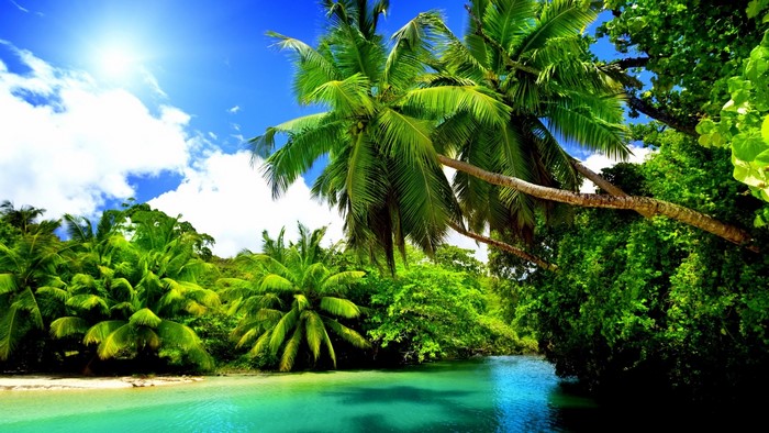 Tropical Nature Scene with Palm Trees and Turquoise Water