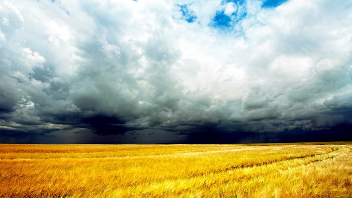 Stormy clouds over a golden wheat field
