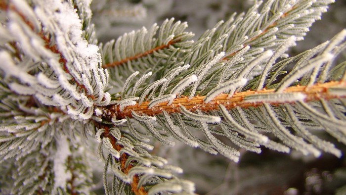 Close-up of a frosted pine branch