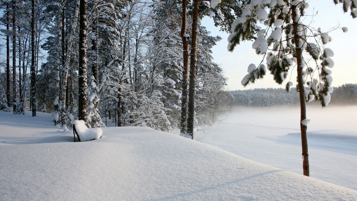 Snowy forest with a bench by a misty lake