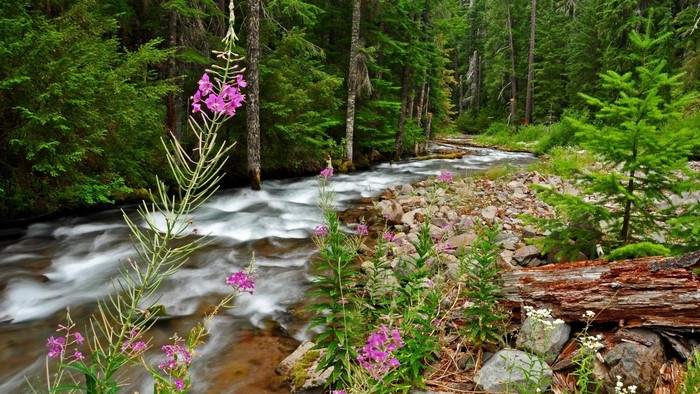 Forest river with pink flowers and trees