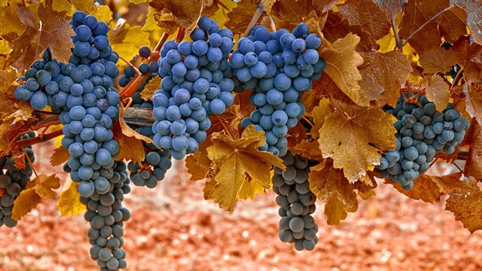 Bunches of ripe blue grapes on a vine