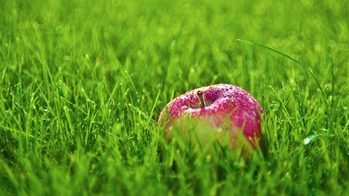 Red apple with water droplets on grass
