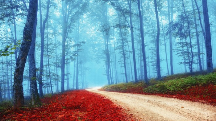 Foggy forest path with red leaves