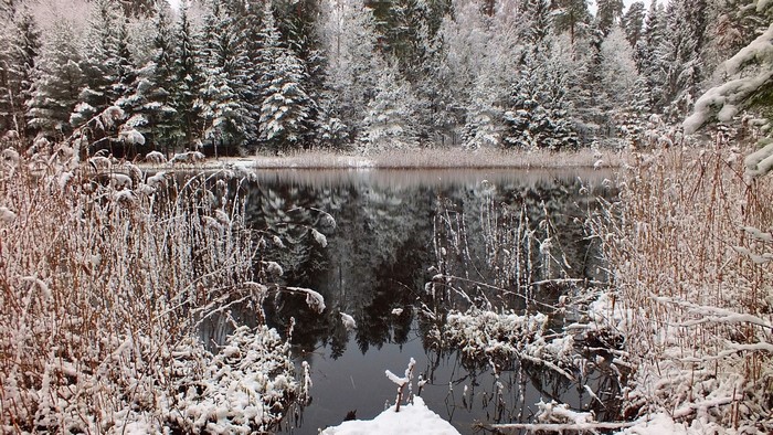 Snow-covered trees reflected in a frozen lake