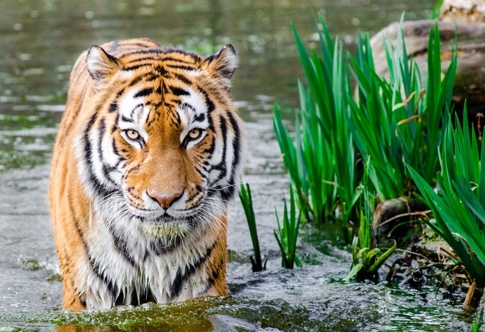 Bengal tiger walking in water near reeds