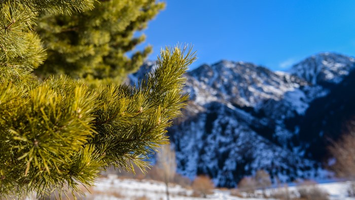 Pine tree branch in foreground, snowy mountains in background