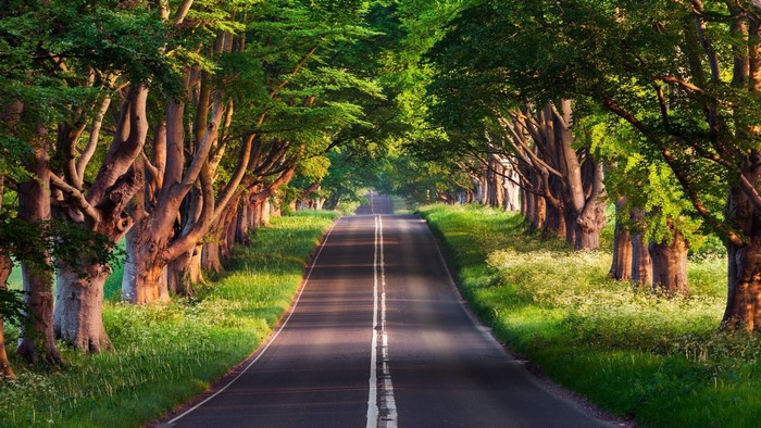 Tree-lined road with sunlight