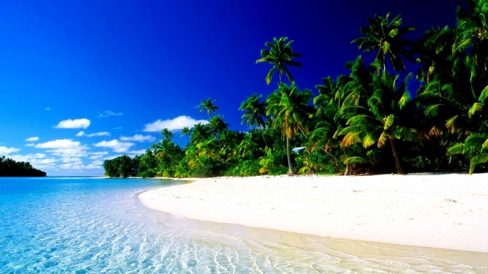 Tropical Beach Paradise with Palm Trees