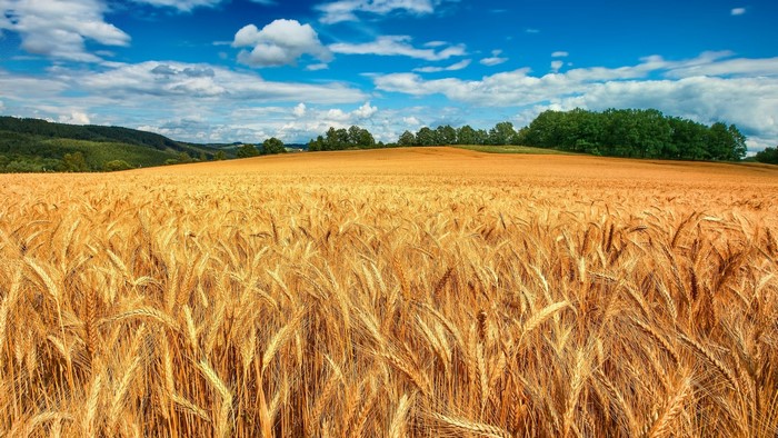 Golden wheat field under a blue sky with clouds
