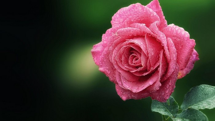 Pink rose with water droplets