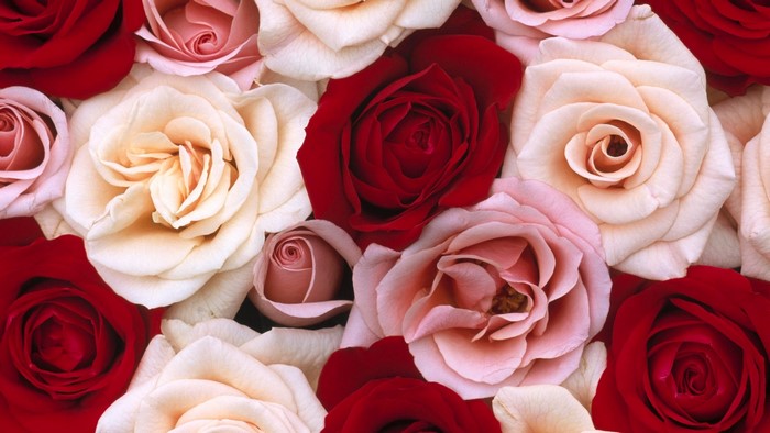 A close-up of a bouquet of red, pink, and cream roses.