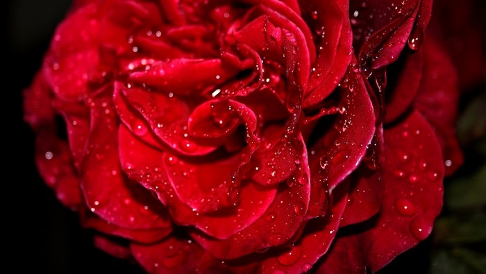 Close-up of a Red Rose with Water Droplets
