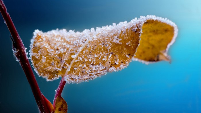 Frosted Leaf on Branch