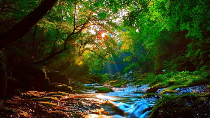Forest river with sunbeams