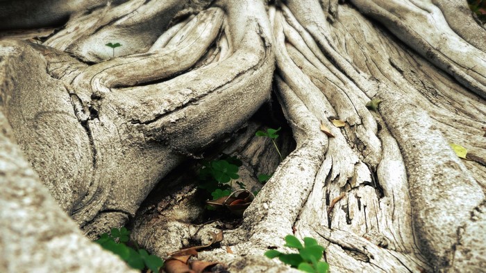 Close-up of large, weathered tree roots with small green plants growing between them.