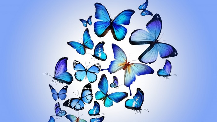Blue butterflies flying against a gradient background