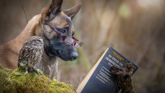 Owl and Dog Reading Together