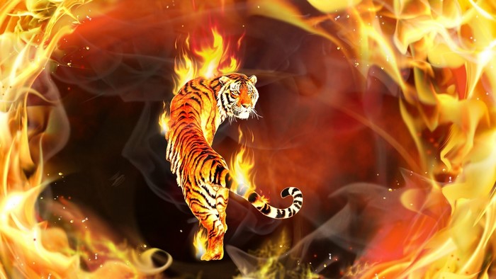 Tiger engulfed in flames