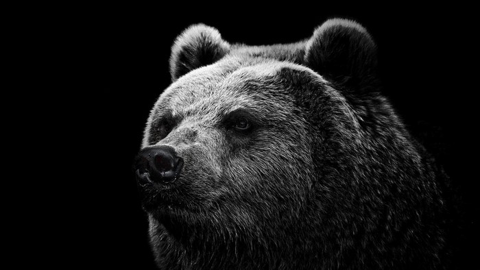 Black and white close-up of a bear's face