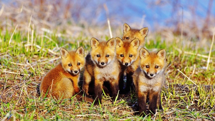Group of Baby Red Foxes in Grass