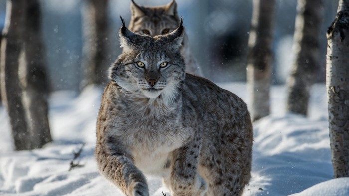 Two Siberian Lynx in a Snowy Forest