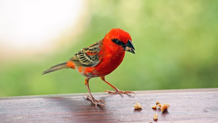 Red Fody Bird Eating Seeds