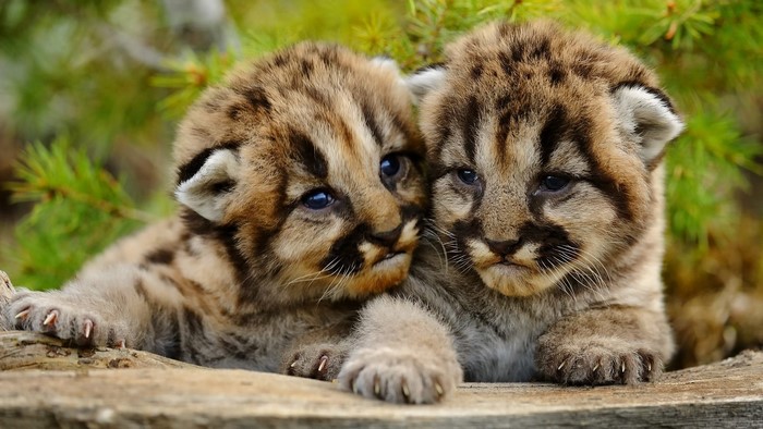 Two baby cougars cuddling