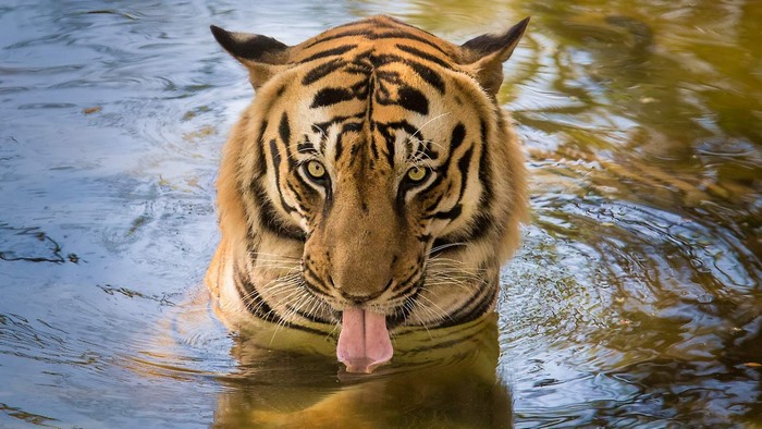 Tiger drinking water