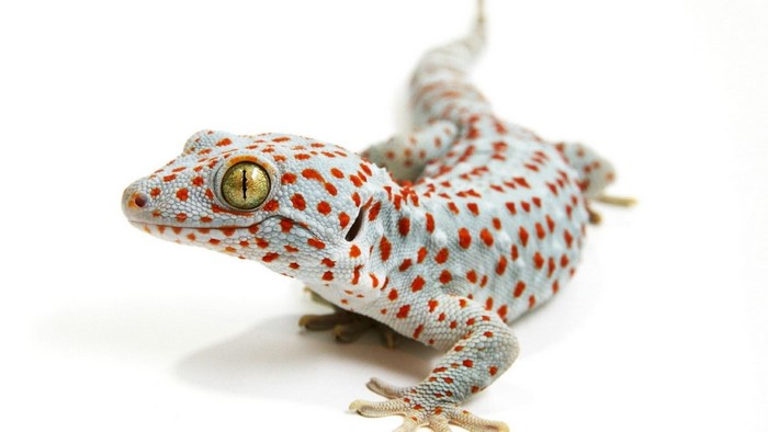 Tokay Gecko with Red Spots