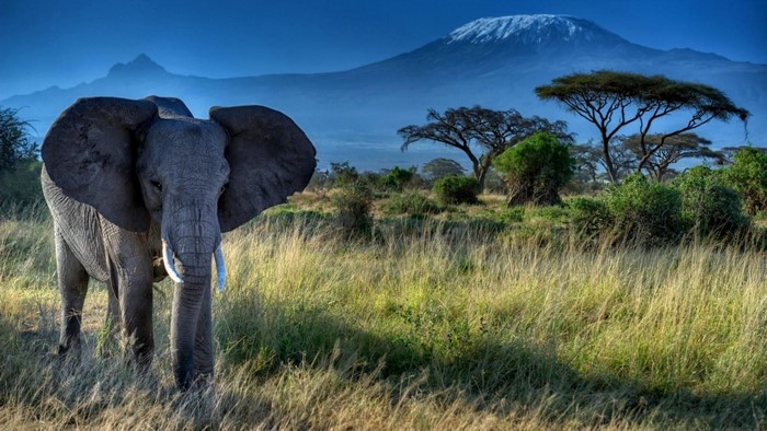 Elephant in front of Mount Kilimanjaro