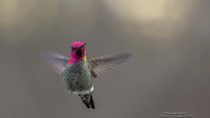 Anna's Hummingbird in Flight