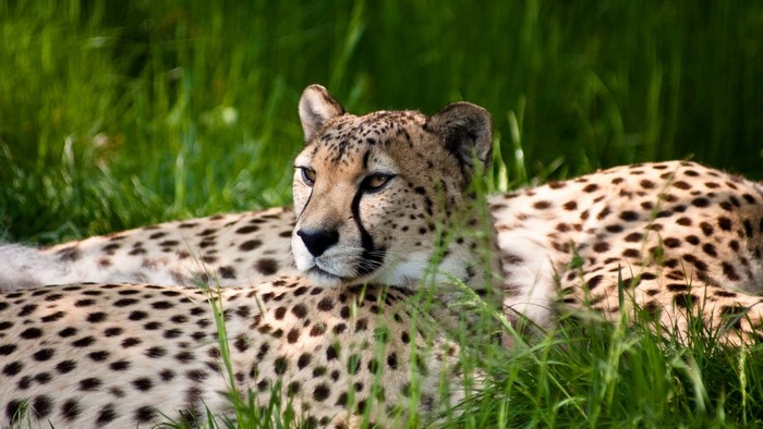 Cheetahs resting in green grass