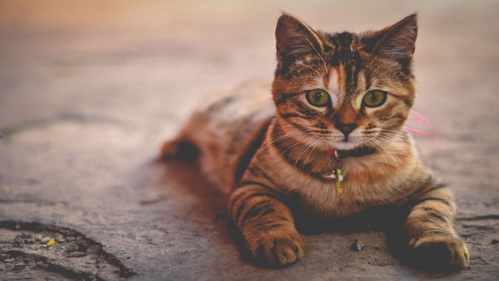 Tabby cat with green eyes wearing a collar