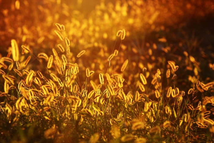 Golden Foxtail Grass in Sunlight
