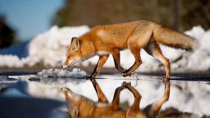 Red Fox walking near melting snow and puddle