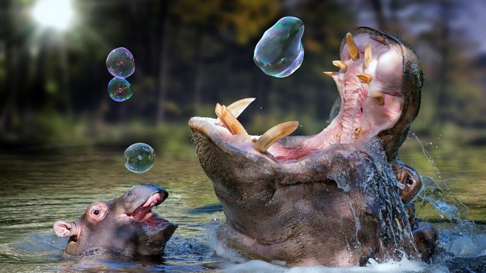 Hippos playing with soap bubbles in water
